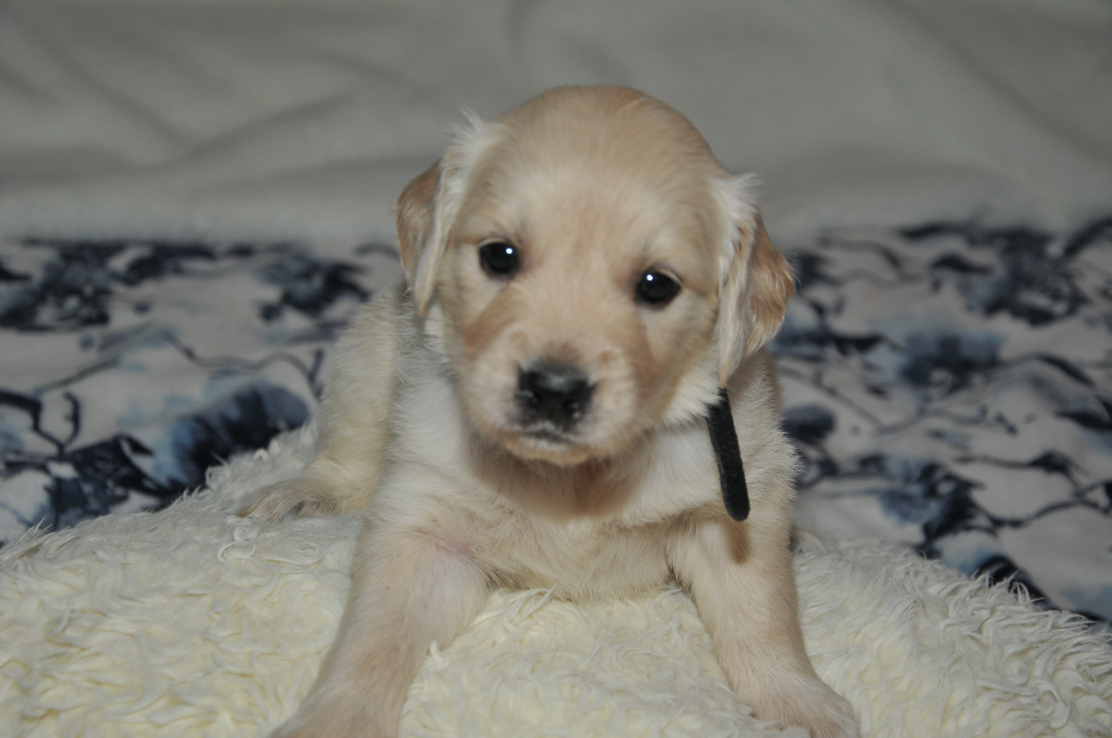 Third photo of Asthore Amore, a cute Golden Retriever puppy.